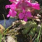 Pedicularis verticillata habit picture by Daniel Barthelemy (cc-by-nc)