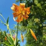 Lilium michiganense flower picture by Zakk (cc-by-sa)