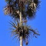 Thrinax radiata habit picture by Lima Cruz Mario Alejandro (cc-by-sa)