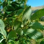 Salix laggeri leaf picture by Philippe BARDET (cc-by-sa)