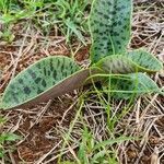 Ledebouria kirkii leaf picture by Susan Brown (cc-by-sa)