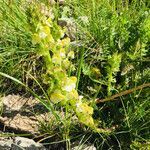 Pedicularis ascendens flower picture by kafaktor (cc-by-sa)