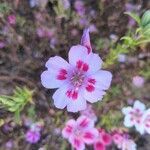 Clarkia amoena flower picture by Joey Babcock (cc-by-sa)