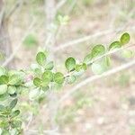 Fernelia buxifolia leaf picture by B. Reynaud (cc-by-sa)