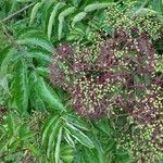 Sambucus canadensis fruit picture by Dayton Ulrich (cc-by-sa)