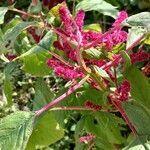 Amaranthus caudatus fruit picture by Pierre Dehondt (cc-by-sa)