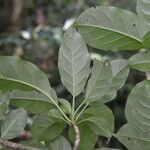 Solandra grandiflora leaf picture by Nelson Zamora Villalobos (cc-by-nc)