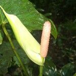 Anthurium formosum flower picture by SINAC Pérez Greivin (cc-by-sa)