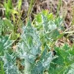 Silybum marianum leaf picture by Oscar Sánchez Diaz (cc-by-sa)