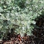 Artemisia arborescens flower picture by Nicole oriege (cc-by-sa)