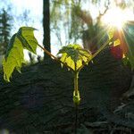 Acer pseudoplatanus leaf picture by Andrzej Konstantynowicz (cc-by-sa)