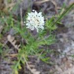 Cephalaria leucantha flower picture by Pascal Lasselin (cc-by-sa)