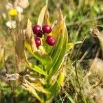 Maianthemum stellatum fruit picture by Joseph Mckenna (cc-by-sa)