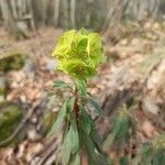 Euphorbia amygdaloides flower picture by marina deumier (cc-by-sa)