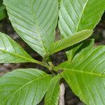 Tetracera volubilis leaf picture by Nelson Zamora Villalobos (cc-by-nc)