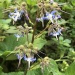 Trachystemon orientalis flower picture by Mutlu Yuksek (cc-by-sa)