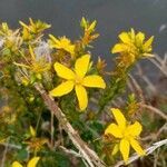 Hypericum perfoliatum flower picture by Margot Escudier (cc-by-sa)