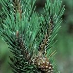 Pinus uncinata fruit picture by Daniel Barthelemy (cc-by-nc)