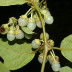 Lycianthes multiflora fruit picture by Nelson Zamora Villalobos (cc-by-nc)