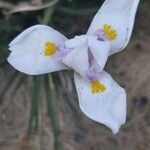 Dietes iridioides flower picture by Ward Derick (cc-by-sa)