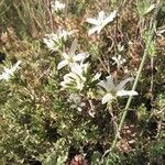 Arenaria aggregata flower picture by FP Eli (cc-by-sa)