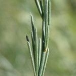 Asparagus maritimus leaf picture by Sylvain Piry (cc-by-sa)