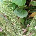 Adiantum hispidulum leaf picture by JF B (cc-by-sa)