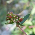 Euphorbia nutans fruit picture by Llandrich anna (cc-by-sa)