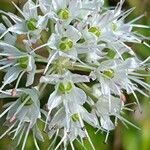 Allium ericetorum flower picture by Ilaria Mosti (cc-by-sa)