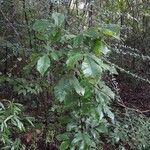 Carya glabra habit picture by Eli Small (cc-by-sa)