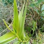 Epidendrum bogotense leaf picture by Gabriel OLLIVIER (cc-by-sa)