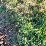 Eragrostis superba habit picture by susan brown (cc-by-sa)