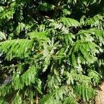 Albizia carbonaria leaf picture by Alvarez Mainor (cc-by-sa)