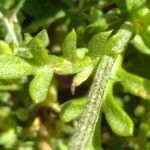 Anthemis chia leaf picture by bas yves (cc-by-sa)