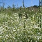 Galium elongatum habit picture by Yoan MARTIN (cc-by-sa)