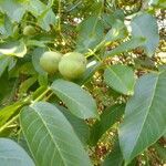 Juglans regia fruit picture by Melnik Maksim (cc-by-sa)