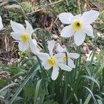 Narcissus tazetta flower picture by jean-marie Gorge (cc-by-sa)