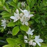 Rhododendron arborescens flower picture by Tim Daniel (cc-by-sa)