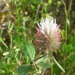 Trifolium hirtum flower picture by cio leon (cc-by-sa)