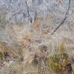 Brachypodium retusum habit picture by Yoan MARTIN (cc-by-sa)