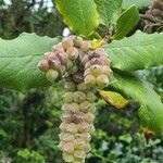 Garrya elliptica fruit picture by Nica Pap (cc-by-sa)