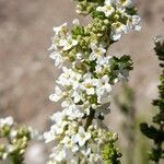 Acantholippia seriphioides flower picture by Trap Hers (cc-by-sa)