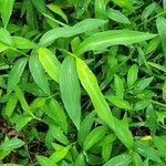 Microstegium vimineum leaf picture by Matt Futral (cc-by-sa)