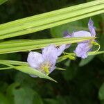 Alophia silvestris flower picture by Nelson Zamora Villalobos (cc-by-nc)