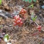 Sedum andegavense fruit picture by Jesus Toledano (cc-by-sa)