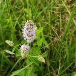 Mentha spicata fruit picture by krieger David (cc-by-sa)