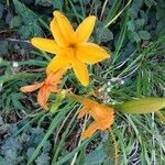 Hemerocallis lilioasphodelus flower picture by Elise gloriod (cc-by-sa)