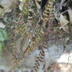 Asplenium trichomanes flower picture by Georges Olioso (cc-by-sa)