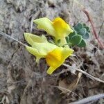 Linaria thymifolia flower picture by Michael PASQUET (cc-by-sa)