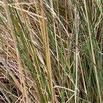 Festuca azucarica leaf picture by Fabien Anthelme (cc-by-sa)